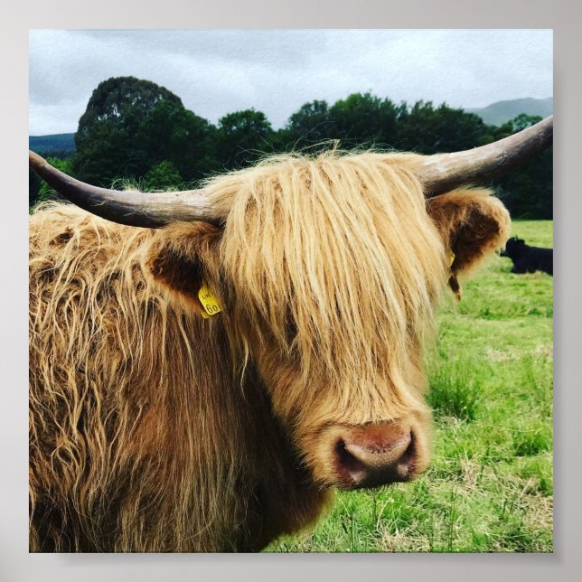 Scottish Highland Cow Art Foto Print Poster (Vorne)