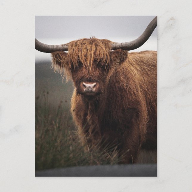 Scottish Highland Cow (Coo) Foto Postkarte (Vorderseite)