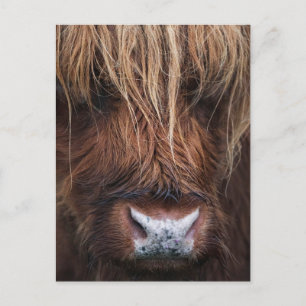 Scottish Highland Cow (Coo) Nah-up Foto Postkarte