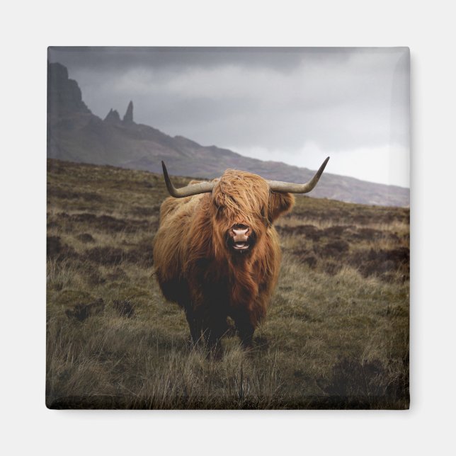 Scottish Highland Cow Kühlschrankmagnet Magnet (Vorne)