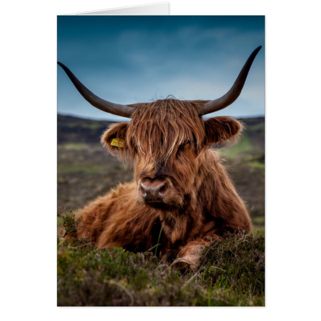Scottish Highland Cow Longhorn Bull Rancher (Vorne)