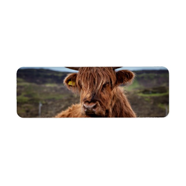 Scottish Highland Cow Longhorn Bull Rancher (Vorne)