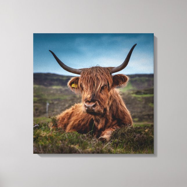 Scottish Highland Cow Longhorn Bull Rancher Leinwanddruck (Vorderseite)