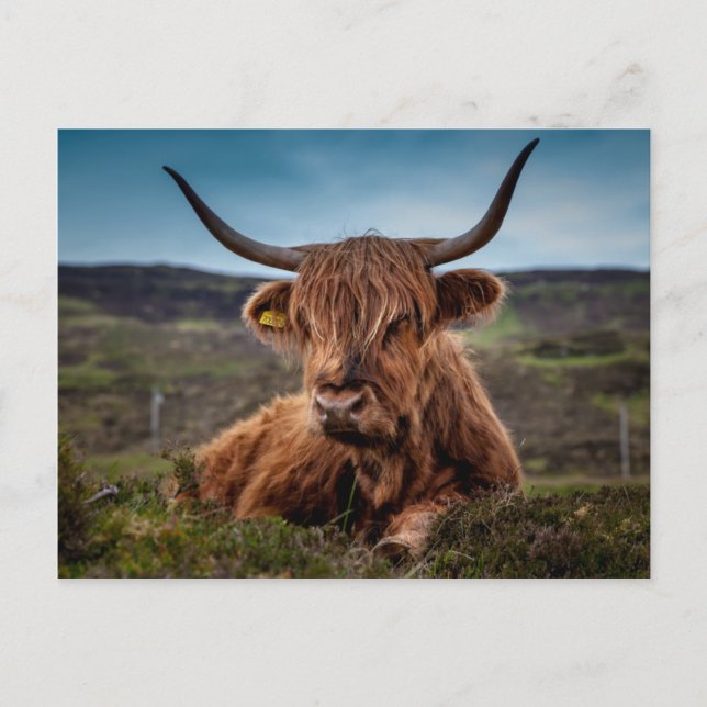 Scottish Highland Cow Longhorn Bull Rancher Postkarte (Vorderseite)