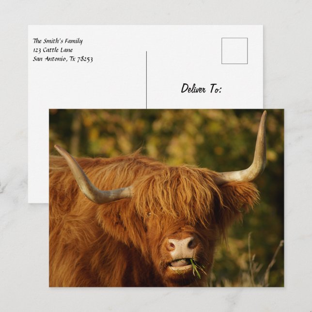 Scottish Highland Cow Postcard Postkarte (Vorne/Hinten)