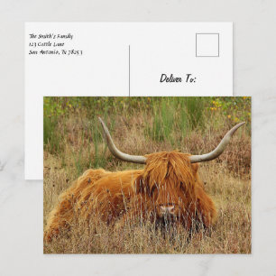 Scottish Highland Cow Postcard Postkarte