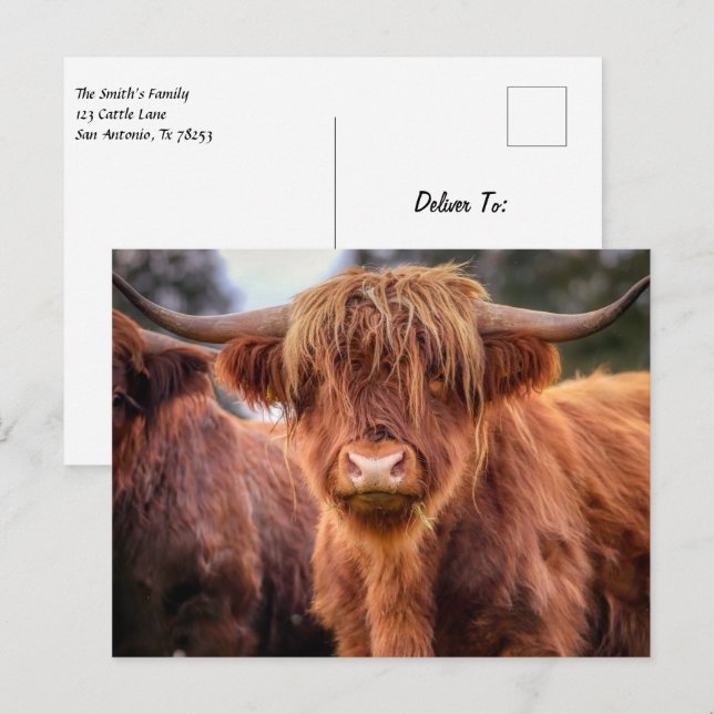 Scottish Highland Cow Postcard Postkarte (Vorne/Hinten)
