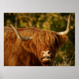Scottish Highland Cow Poster