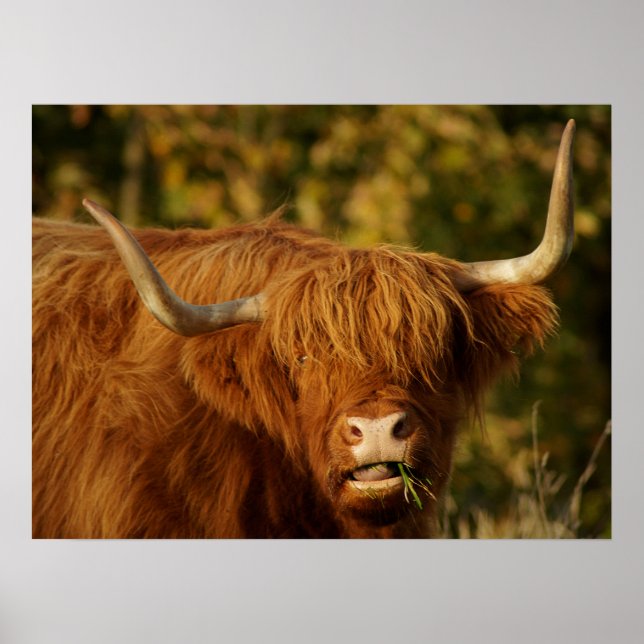 Scottish Highland Cow Poster (Vorne)
