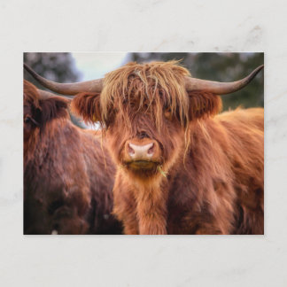 Scottish Highland Cow Postkarte