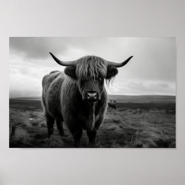 Scottish Highland Cow Schwarz-Weiß Foto Poster (Vorne)