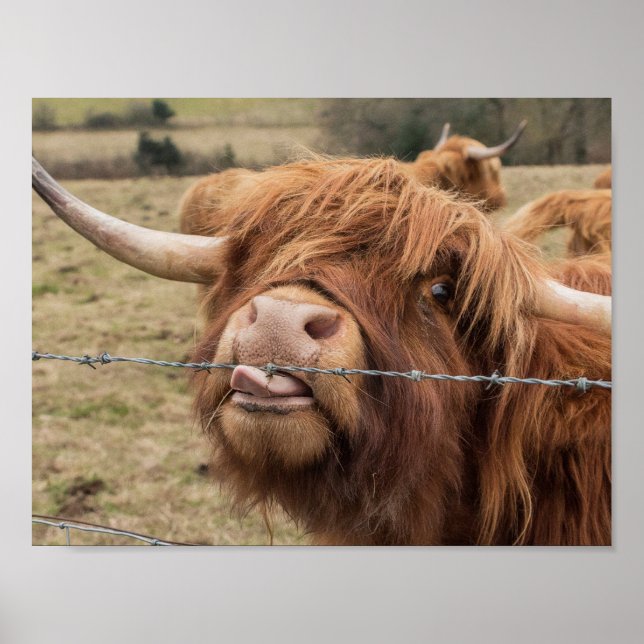 Scottish Highland Kuh Fotoposter Poster (Vorne)