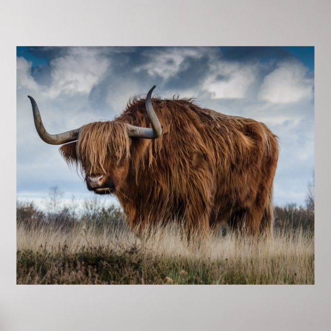 Scottish Highland Longhair Poster (Vorne)
