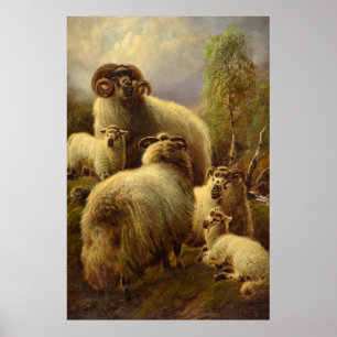 Scottish Highland Sheep Poster