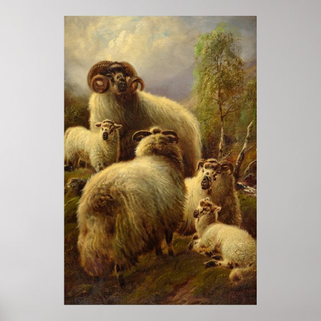 Scottish Highland Sheep Poster (Vorne)