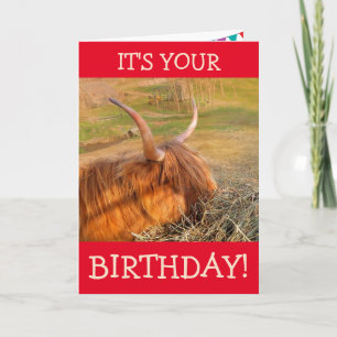 Scottish Highland Steer Pig Out Birthday Karte