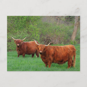 Scottish Highland Steer Postcard Postkarte