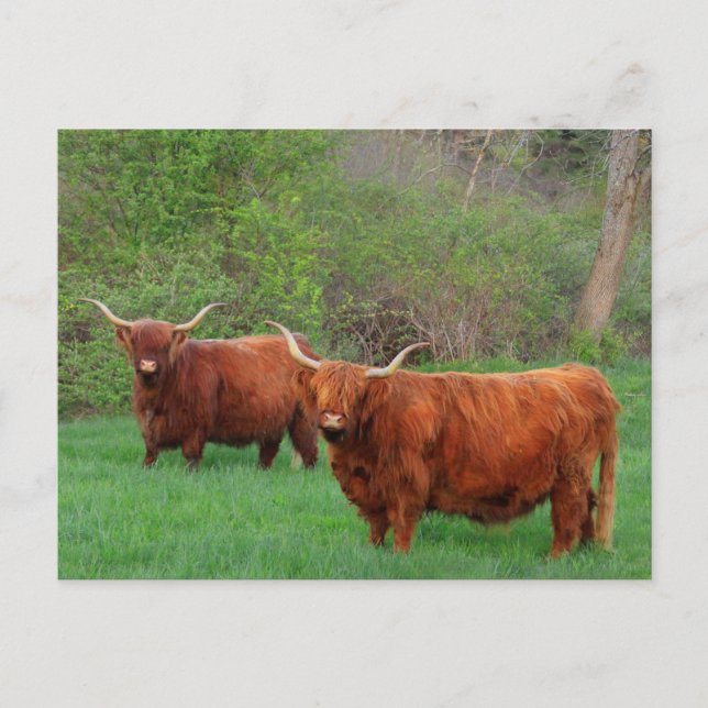 Scottish Highland Steer Postcard Postkarte (Vorderseite)