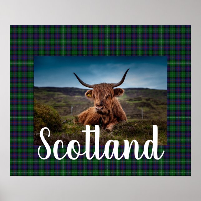 Scottish Highland Steer Poster (Vorne)