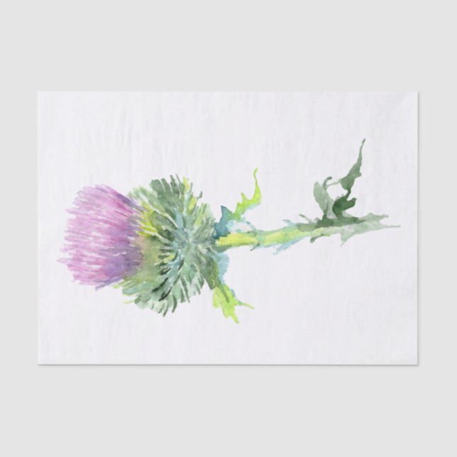 Scottish Highland Thistle Watercolor Seidenpapier (Vorderseite)