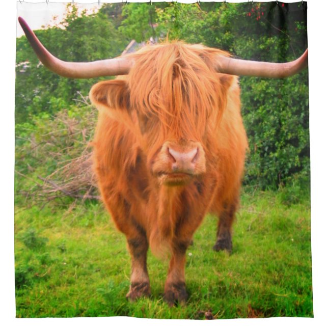 Scottish Long Horned Cow Duschvorhang (Vorderseite)