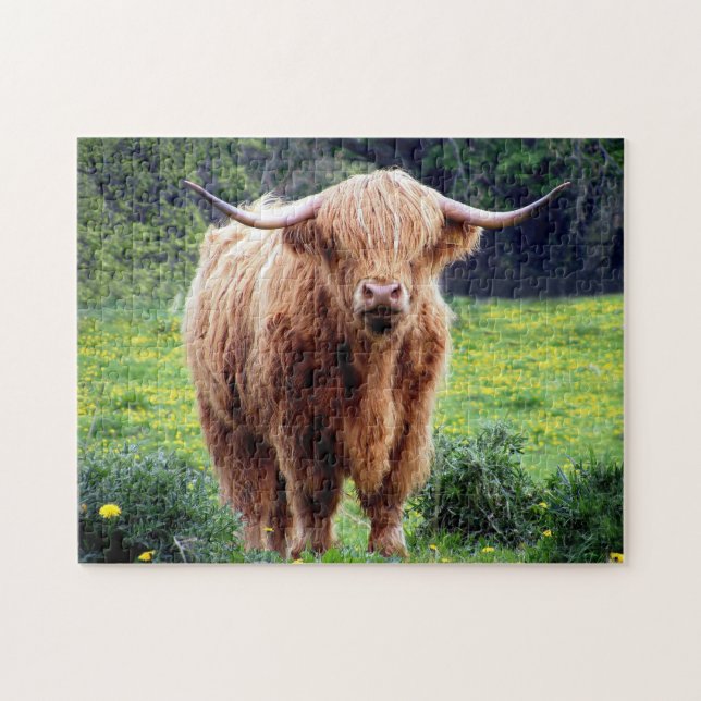 Scottish Oxen. Puzzle (Horizontal)