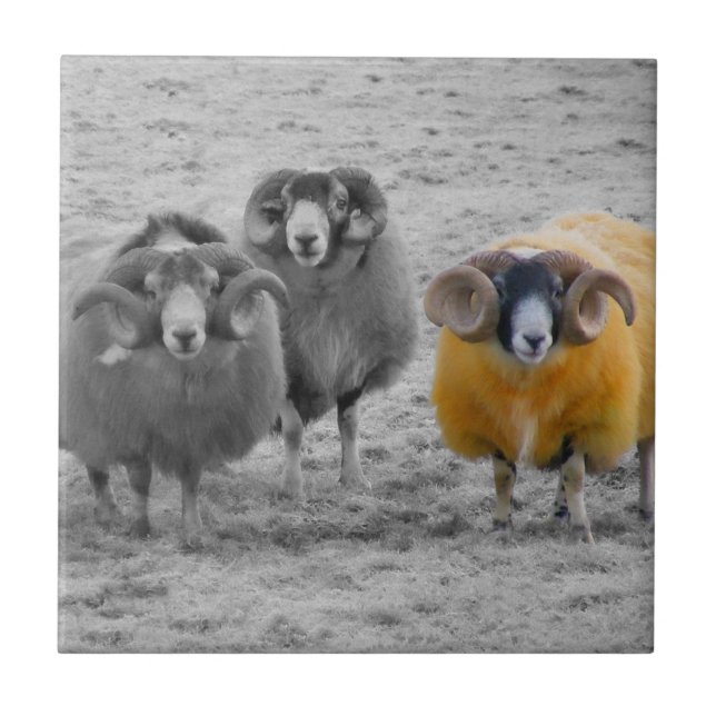 Scottish Rams Fliese (Vorderseite)