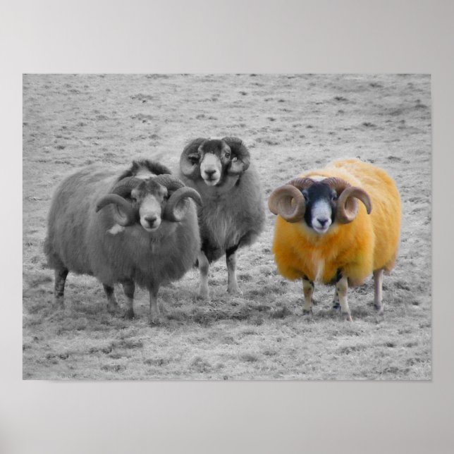 Scottish Rams Poster (Vorne)