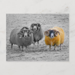 Scottish Rams Postkarte