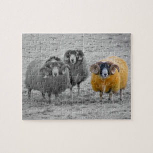 Scottish Rams Puzzle