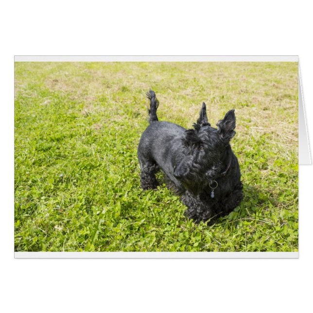 Scottish Terrier (Vorderseite (Horizontal))