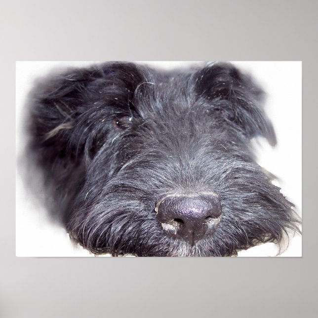 Scottish Terrier Black, Hundekopf nah Poster (Vorne)