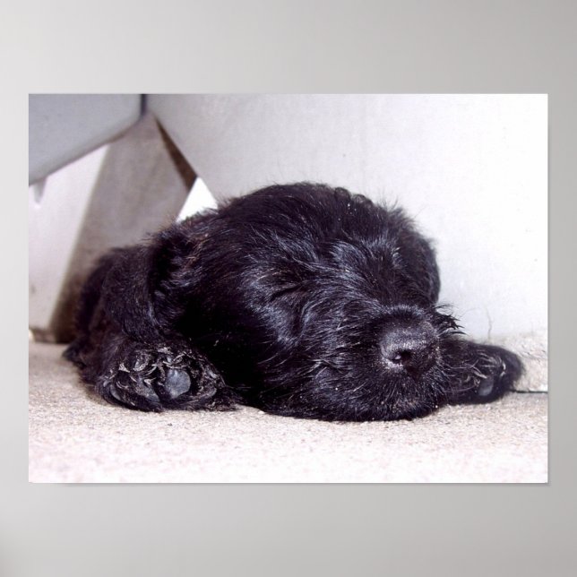 Scottish Terrier Black Welppy napping nah Poster (Vorne)
