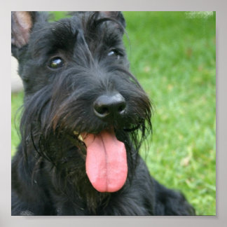 Scottish Terrier Canvas Print Poster