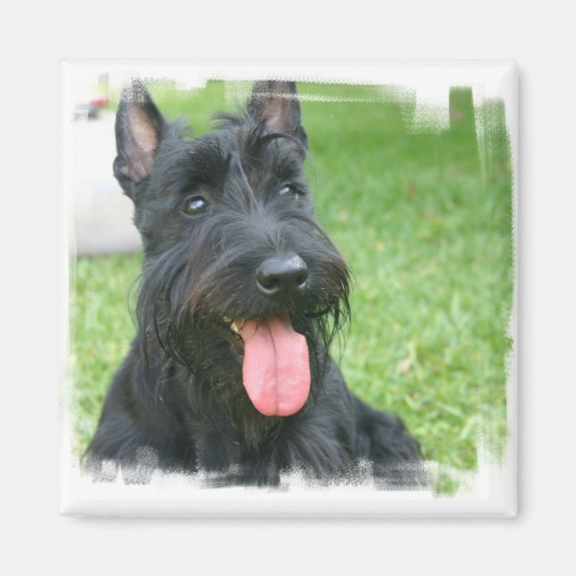 Scottish Terrier Dog Magnet (Vorne)