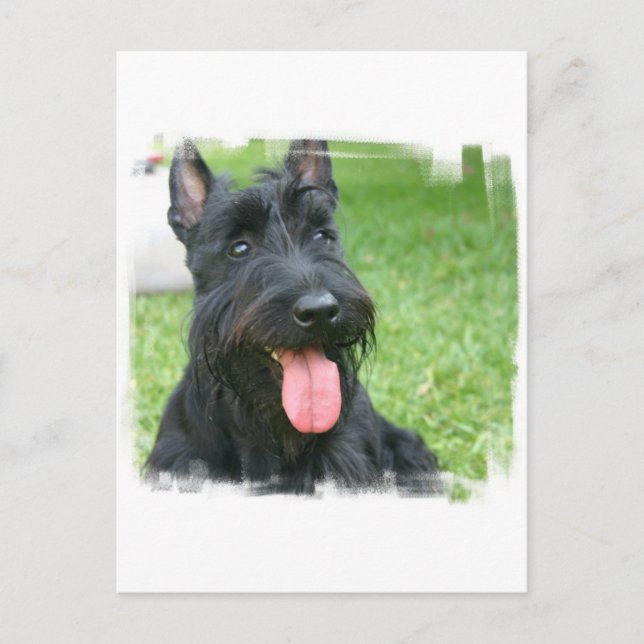 Scottish Terrier Dog Postcard Postkarte (Vorderseite)