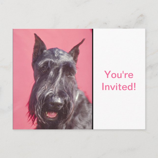 Scottish Terrier Einladungspostkarte (Vorderseite)