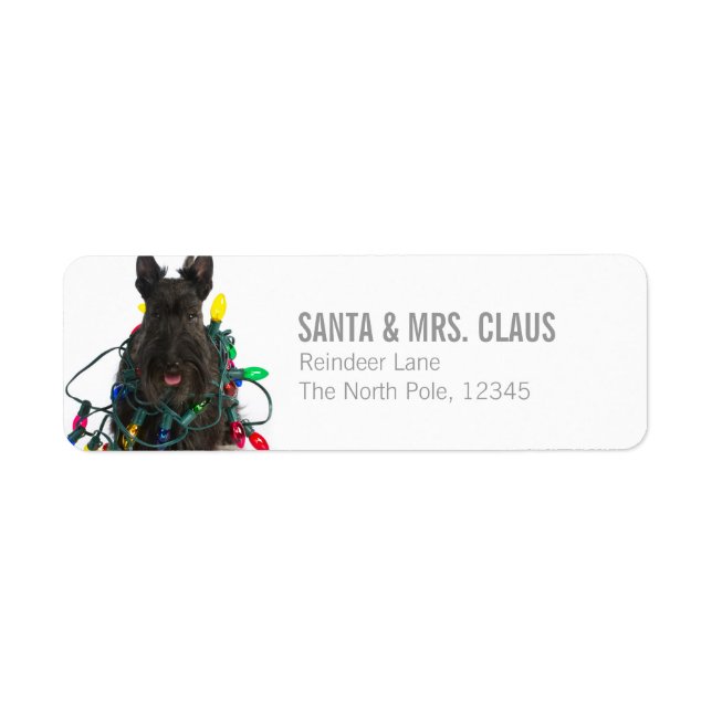 Scottish Terrier hangled in Christmas Lights (Vorne)