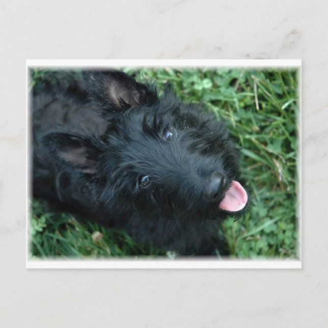 Scottish Terrier in Grass - Niedlich Scotty Postkarte (Vorderseite)