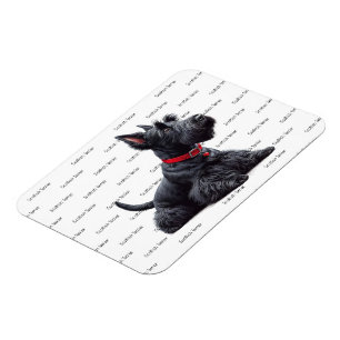 Scottish Terrier in Magnet