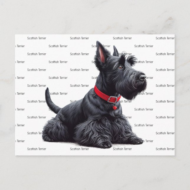 Scottish Terrier in Postkarte (Vorderseite)