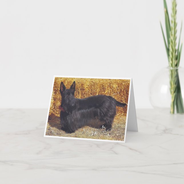 Scottish Terrier, Karte (Vorderseite)