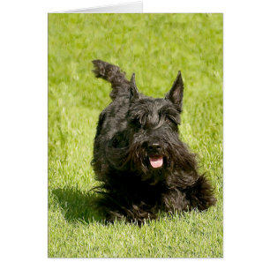 Scottish Terrier läuft frei