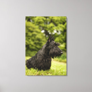 Scottish Terrier Leinwanddruck