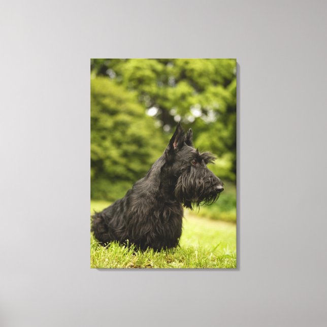 Scottish Terrier Leinwanddruck (Vorderseite)