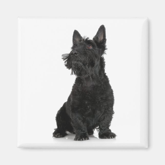 Scottish Terrier Magnet (Vorne)