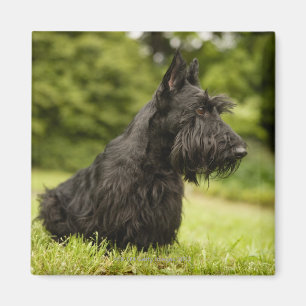 Scottish Terrier Magnet