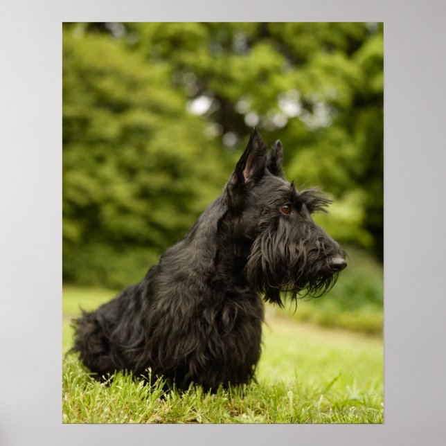 Scottish Terrier Poster (Vorne)