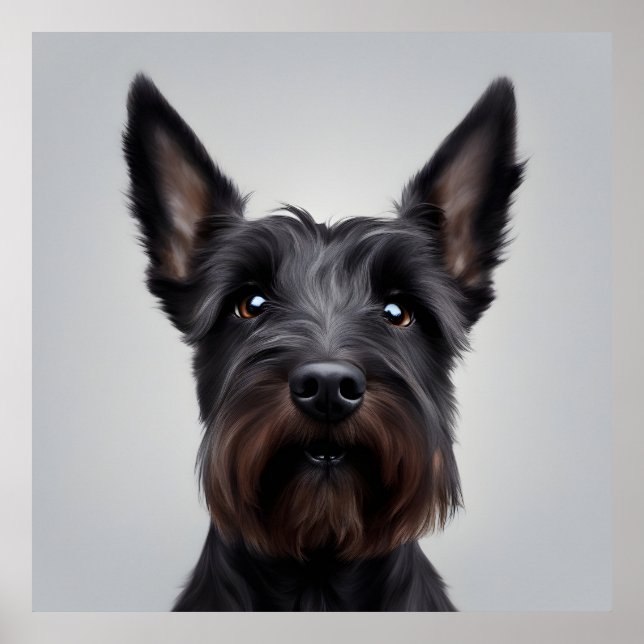 Scottish Terrier Poster (Vorne)
