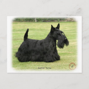 Scottish Terrier Postkarte